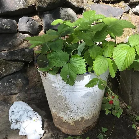 Wanderer Paradies * Pirna