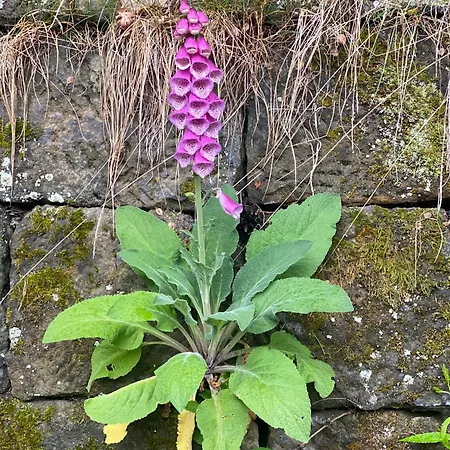 Wanderer Paradies 別荘