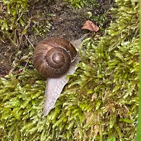 Wanderer Paradies ピルナ