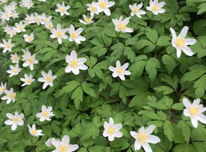 Holiday home Wanderer Paradies