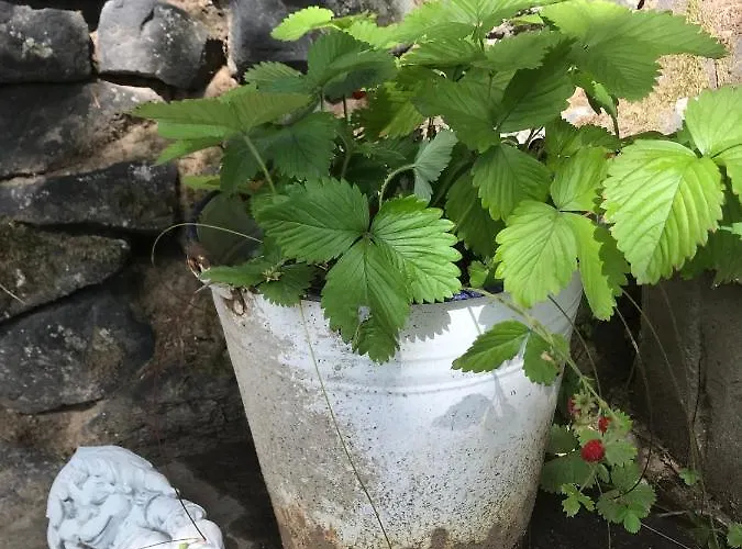 Wanderer Paradies * Pirna